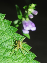 Dolomedes triton