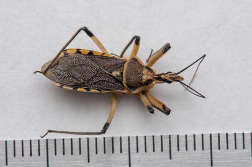 Rhynocoris violentus