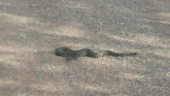 Crotalus cerberus