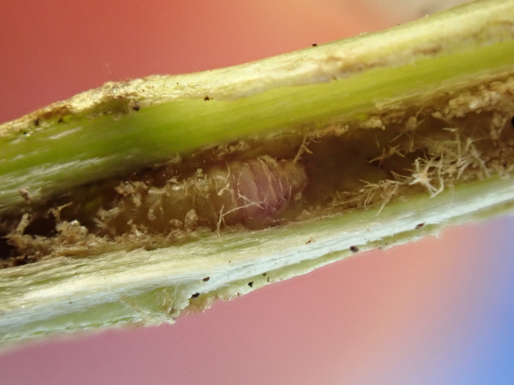 Phytomyza rostrata