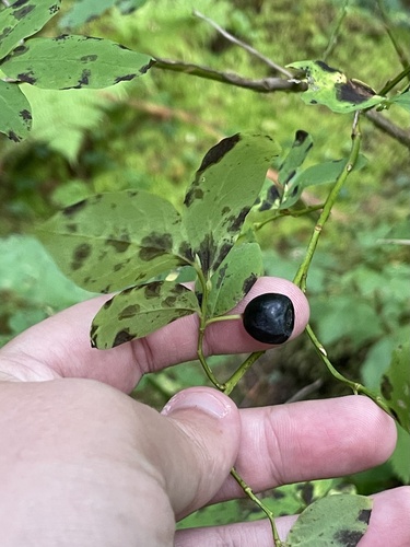 Image of Vaccinium alaskaense by no rights reserved