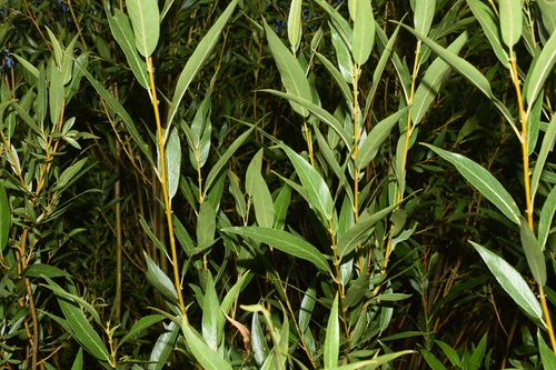 Image of Salix lasiandra by (c) Gabriel Campbell-Martinez, some rights reserved (CC BY)