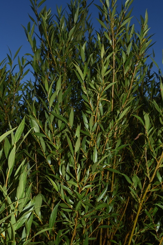 Image of Salix lasiandra by (c) Gabriel Campbell-Martinez, some rights reserved (CC BY)