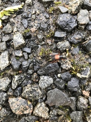 Staphylinus erythropterus