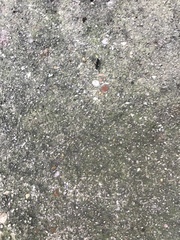 Camponotus pennsylvanicus