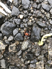 Staphylinus erythropterus