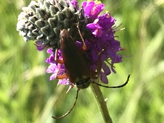 Typocerus acuticauda