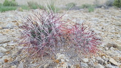 Sclerocactus polyancistrus