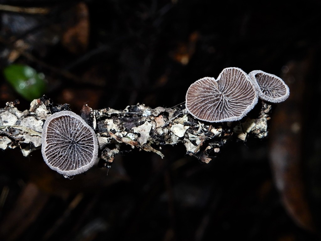 Resupinatus violaceogriseus