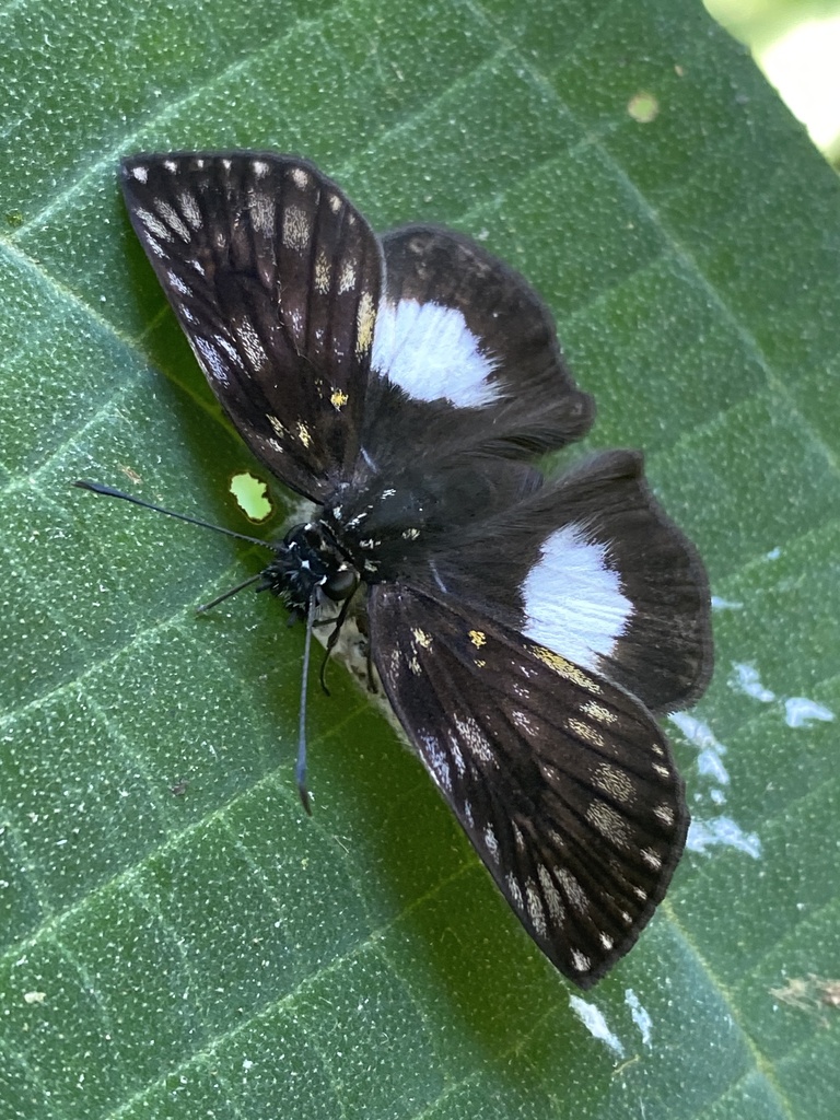 Latrea Skipper