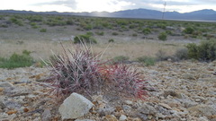 Sclerocactus polyancistrus