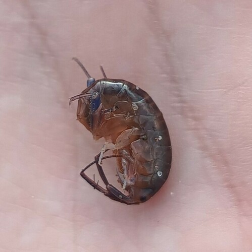 Garbini's Lake Hopper, photo 6 of 7