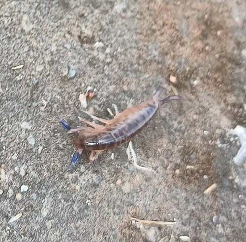 Garbini's Lake Hopper, photo 7 of 7