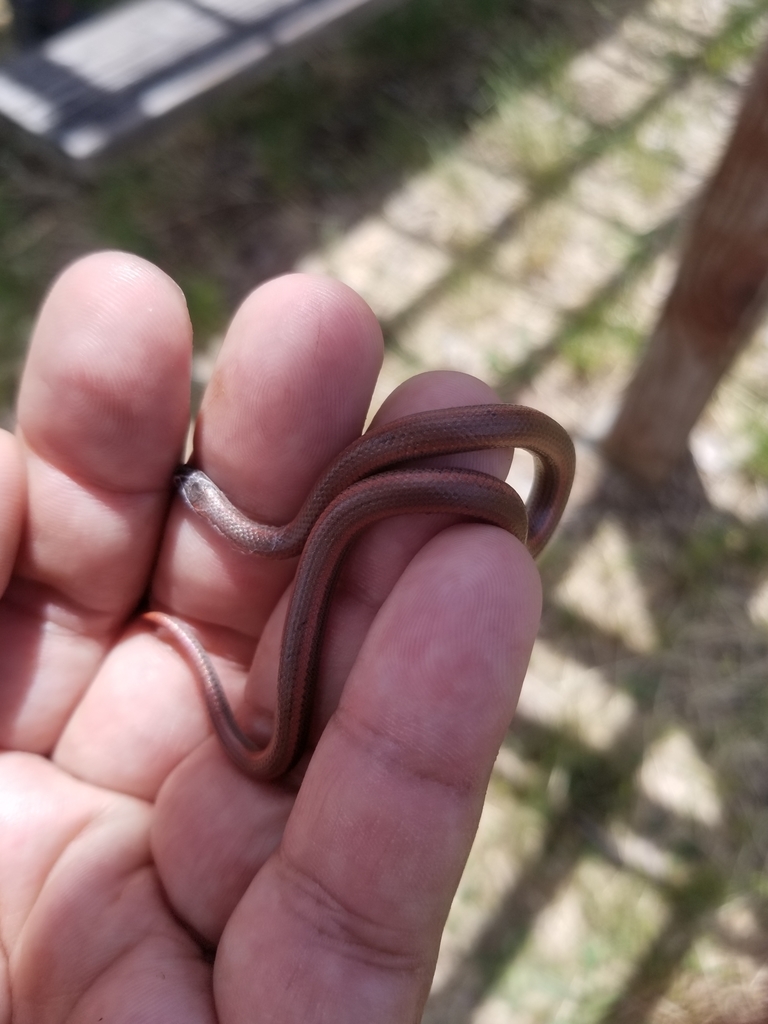 Sharptailed Snakes from Redwood City, CA 94062, USA on June 24, 2019