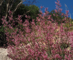 Centranthus longiflorus