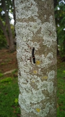 Lepidoptera