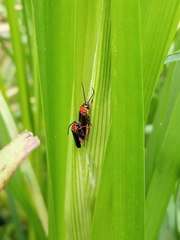 Silis ruficollis