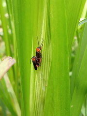 Silis ruficollis
