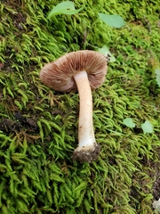 Inocybe dulciolens