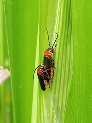 Silis ruficollis
