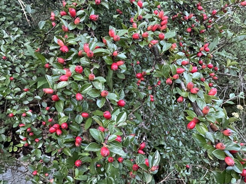 Cotoneaster divaricatus