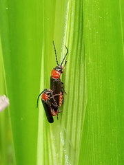 Silis ruficollis