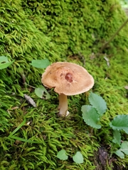 Inocybe dulciolens
