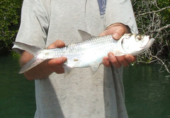 Megalops cyprinoides