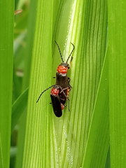 Silis ruficollis