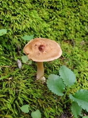 Inocybe dulciolens