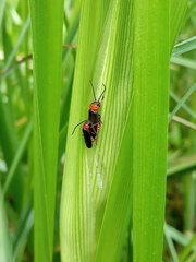 Silis ruficollis