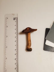 Inocybe dulciolens