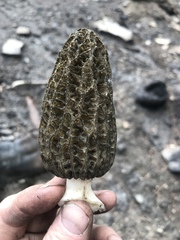 Morchellaceae