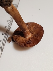 Inocybe dulciolens