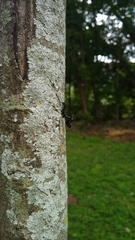 Lepidoptera