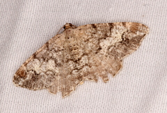 Macaria granitata