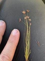 Juncus triformis