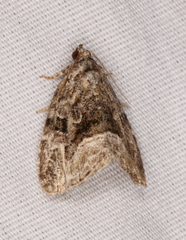 Protodeltote muscosula