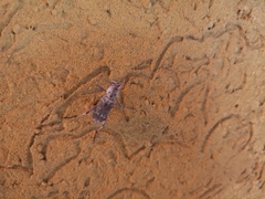 Xylotrechus smei