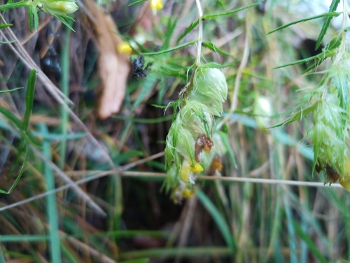 Image of Rhinanthus glacialis by (c) Michal Honskus, some rights reserved (CC BY)