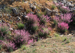 Centranthus longiflorus