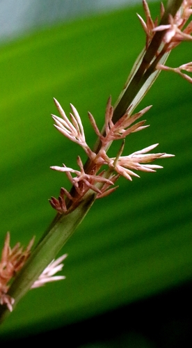 Carex scaposa, photograph 2