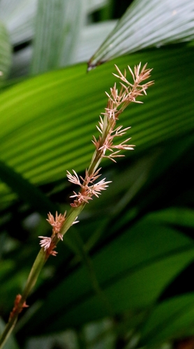 Carex scaposa, photograph 3
