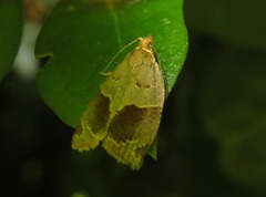 Clepsis dumicolana