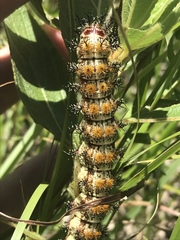 Hemileuca nevadensis