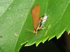 Crassa unitella