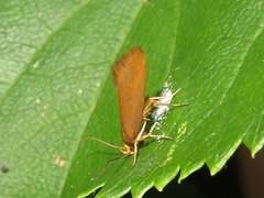 Crassa unitella
