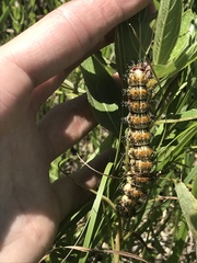 Hemileuca nevadensis