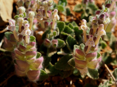 Scutellaria utriculata