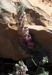 Scutellaria utriculata